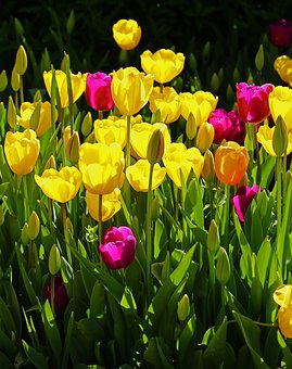 Tulips-how-much-time-should-you-spend-in-your-garden