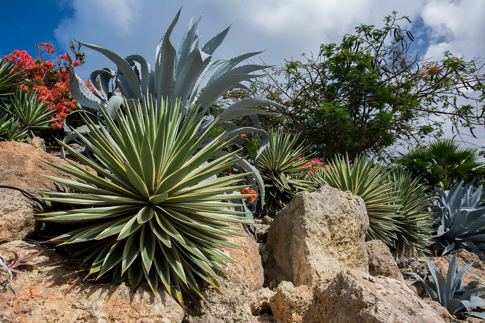 A Rock Garden- a-rock-garden