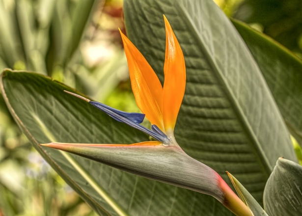 Bird Of Paradise-how-to-grow-a-bird-paradise-plant