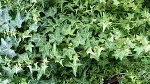 English Ivy-slopes-and-hillside-gardens