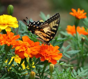 What To Plant In august-butterfly-collecting-pollen-from-marigold