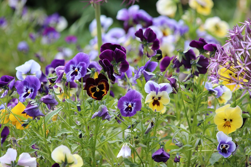 Pansies violet-slopes-and-hillside-gardens