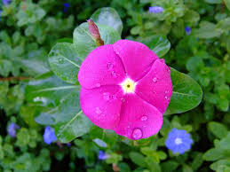 Periwinkles-slopes-and-hillside-gardens