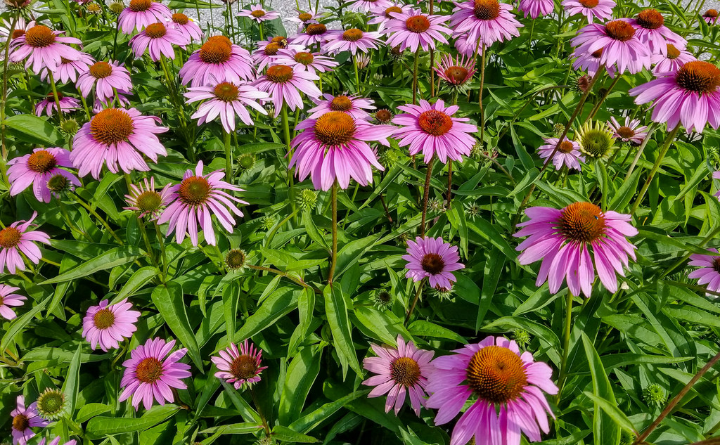 Purple Coneflower-slopes-and-hillside-gardens