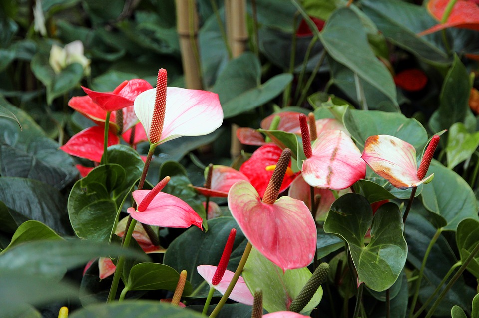 Anthuriums-growing-anthuriums