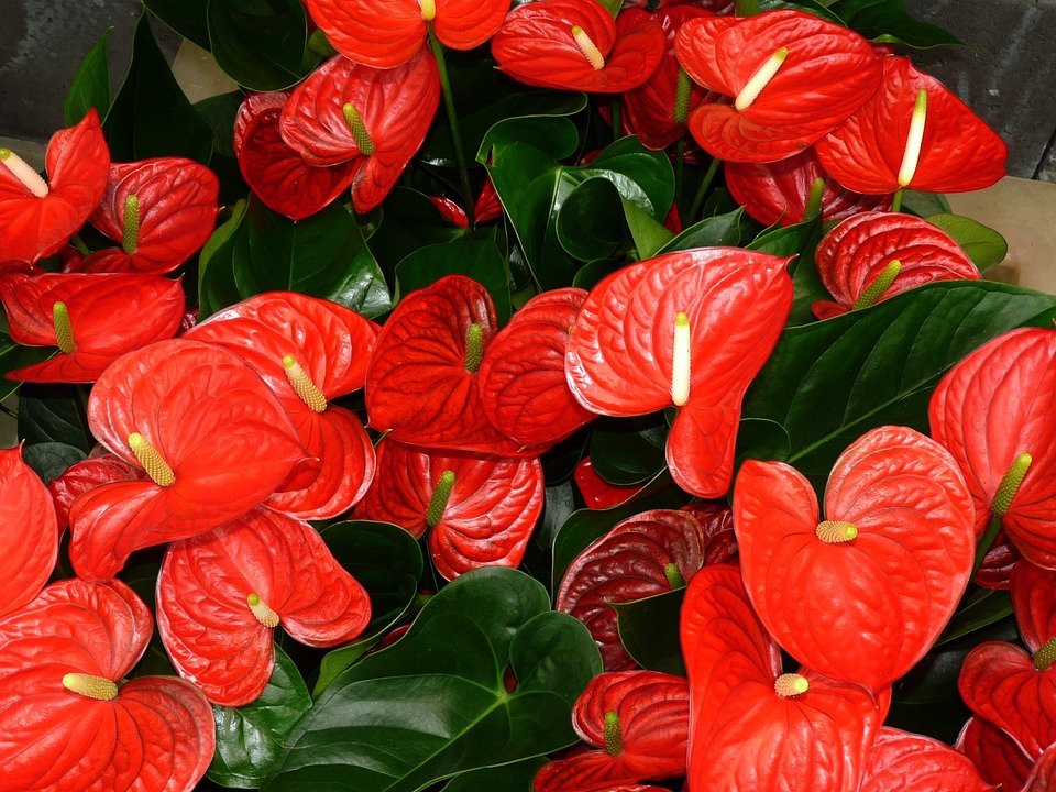 Anthuriums-growing-anthuriums