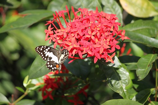 Butterfly On Ixora-ixora-plant-care