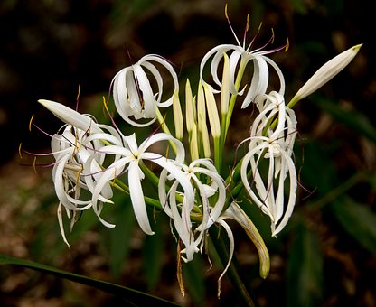 Crinum Lily-crinum-lily-plant-care