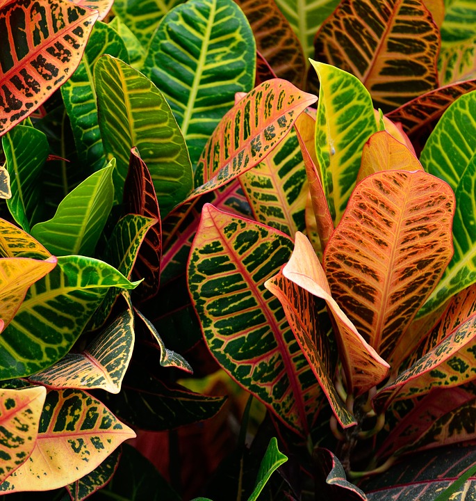 Croton Growing-petra-croton