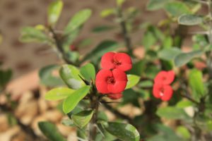 Crown Of Thorns-growing-crown-of-thorns