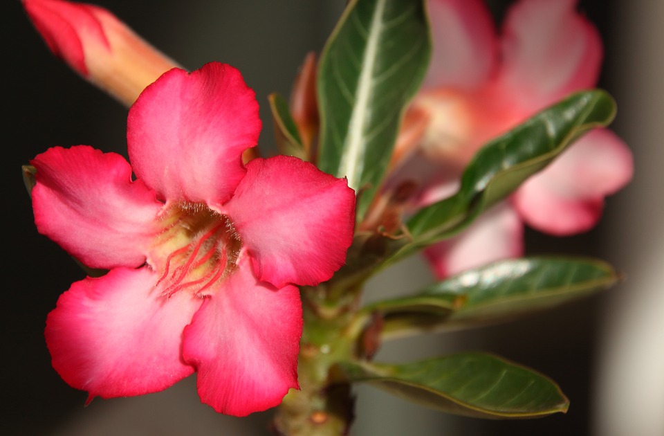 Desert Rose-desert-rose-plant-care