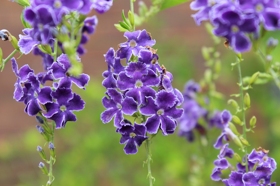 Golden Dewdrop-golden-duranta-plant-care