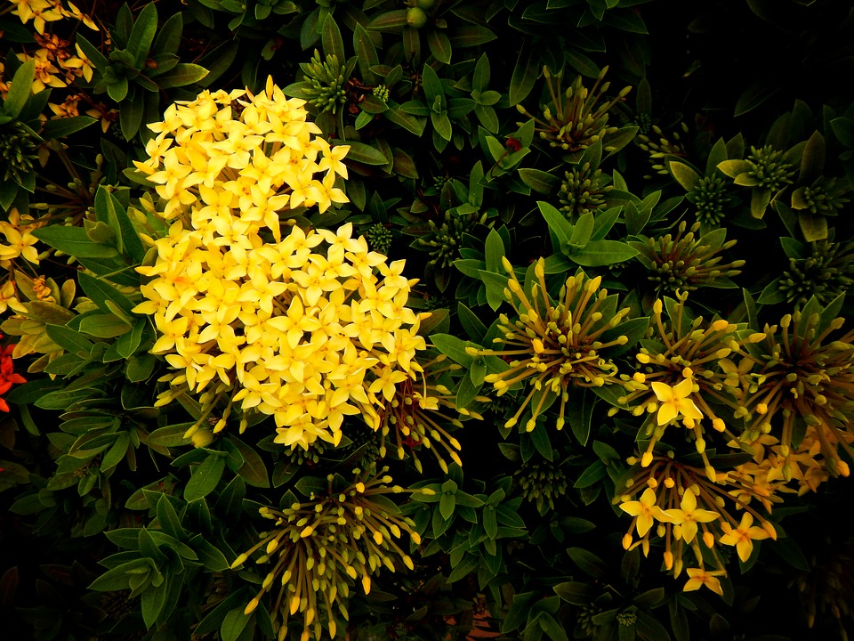 Yellow Ixoras-ixora-plant-care