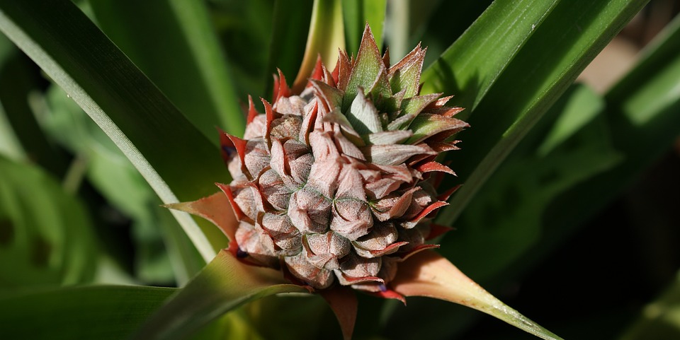 Ornamental Pineapple-ornamental-pineapple-plant-care