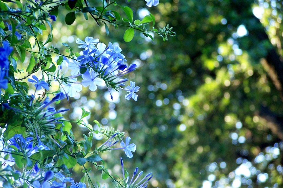 Plumbago Shrub-plumbago-plant-care