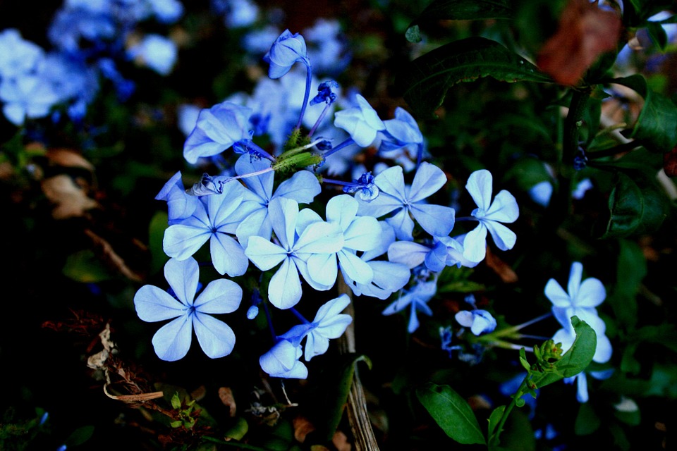 Plumbago Flowers-plumbago-plant-care