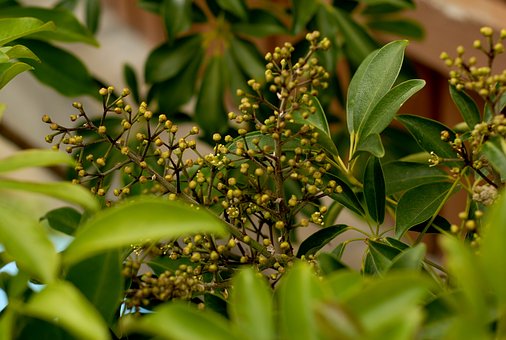 Schefflera Arboricola-care-of-scefflera-arboricola