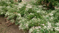 Snow Bush-snow-bush-plant