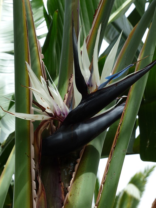 White bird of paradise-white-bird-of-paradise-care