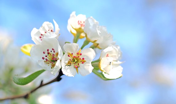 Apple Blossoms-how-to-use-horticutural-oil