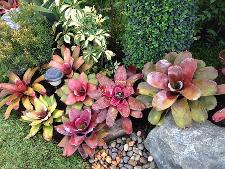 Bromeliad-bromeliad- propagation-methods