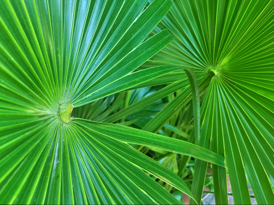 Chinese Fan Palm-chinese-fan-palm-care