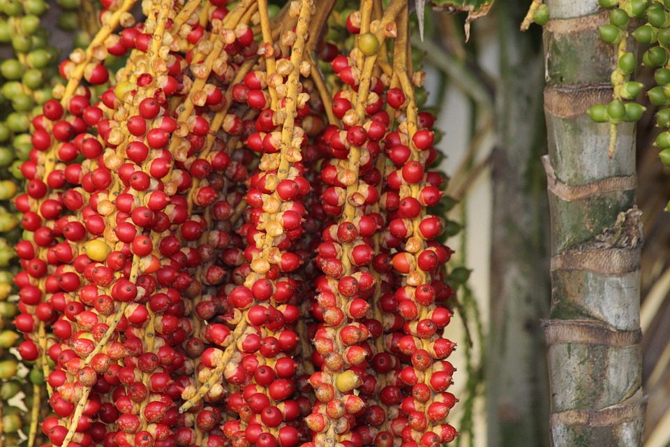 Christmas Palm-christmas-palm-tree-care