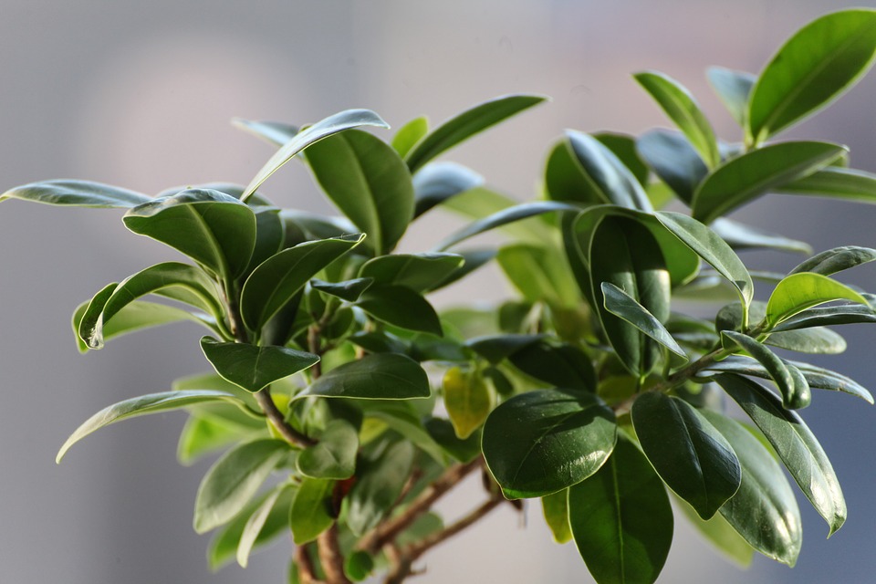 Green Island Ficus-how-to-grow-green-island-ficus