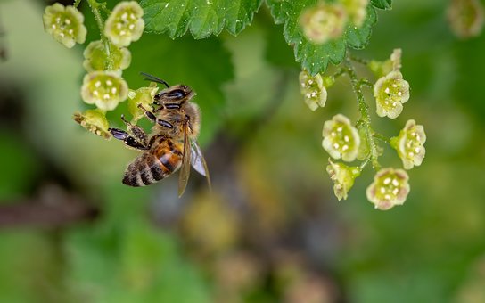 Honey Bee Insect-neem-oil-for-plants