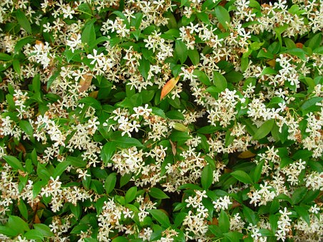 Jasmine Plant-jasmine-plant-care