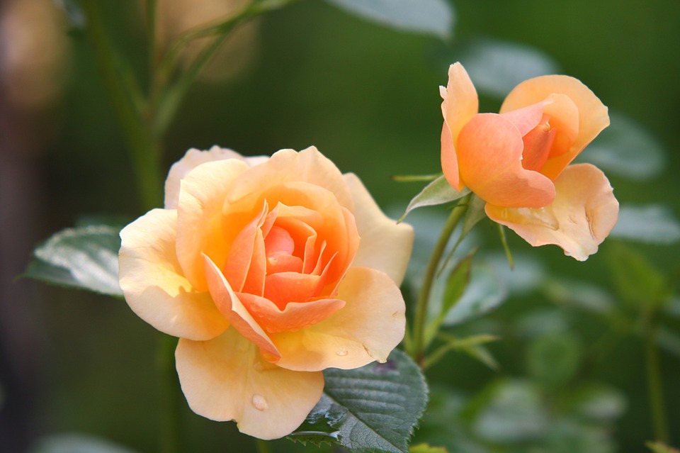 Peach rose plant bloom-neem-oil-for-plants