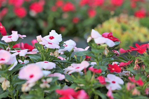 Periwinkles-periwinkle-plant-care