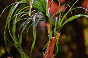 Ponytail Palm-ponytail-palm-care