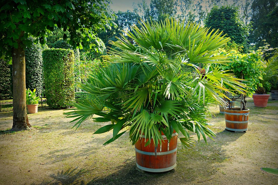 Rhapis Excelsa-how-to-care-for-a-lady-palm