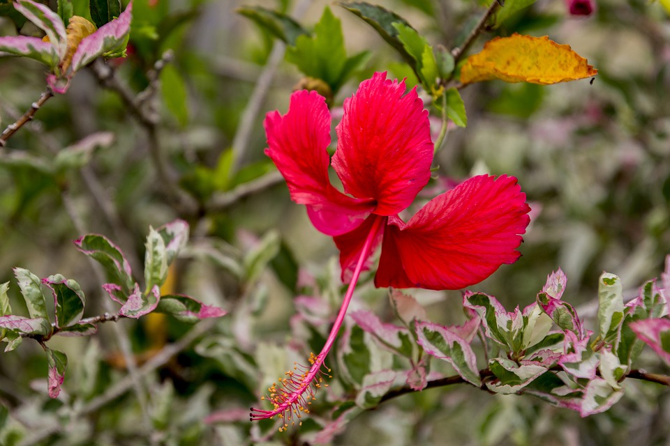 Red Hot Hibiscus-red-hot-hibiscus-care