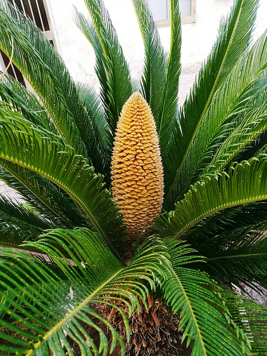 Sago Palm-sago-palm-care