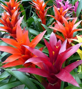 Bromeliads And Their Use-bromeliad-flowers