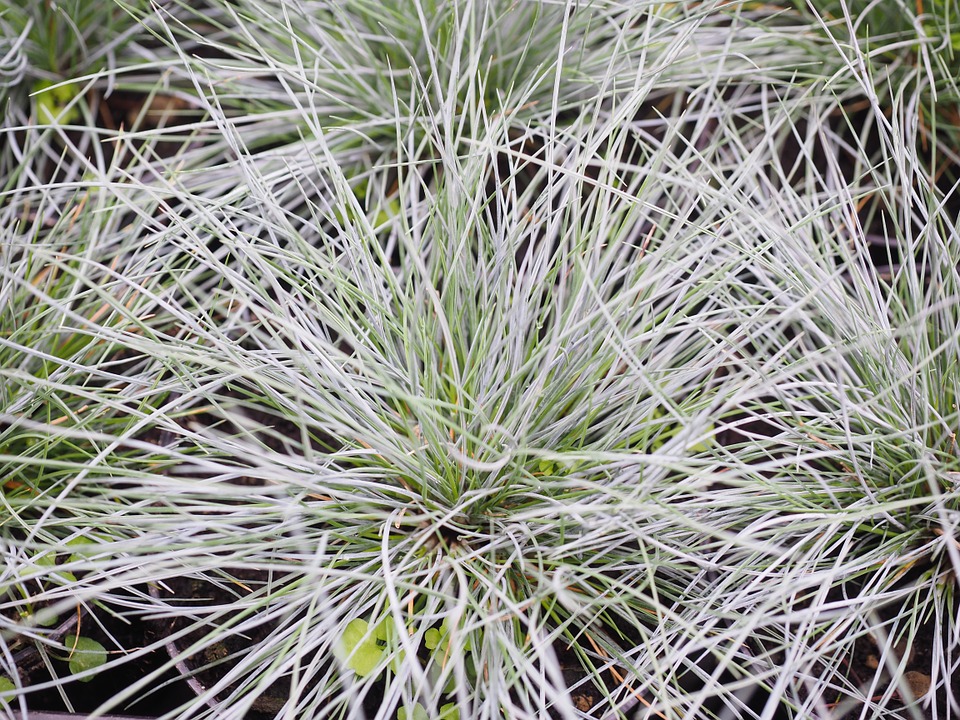 Blue grass fescue festuca-growing-the-blue-fescue-grass