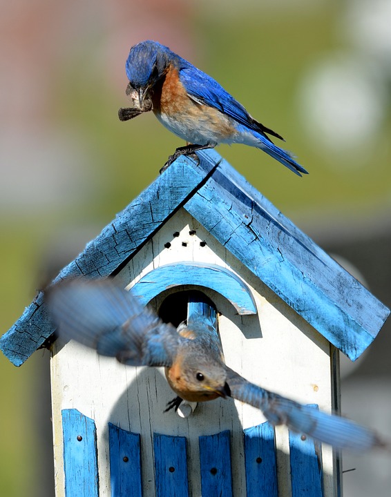 BlueBirds-attracting-blue-birds-to-your-yard