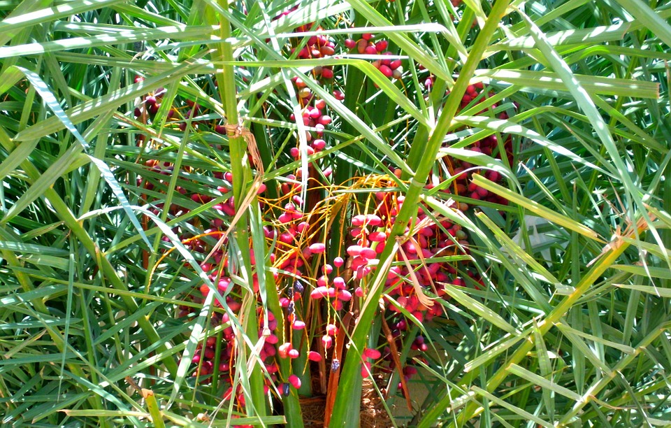 Date Palms-date-palm-care