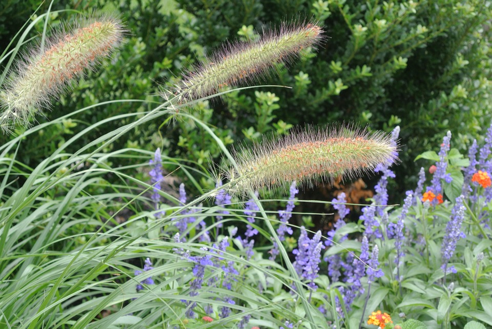 Dwarf Fountain Grass-hameln-dwarf-fountain-grass