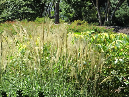 Feather Reed Grass-feather-reed-grass-care