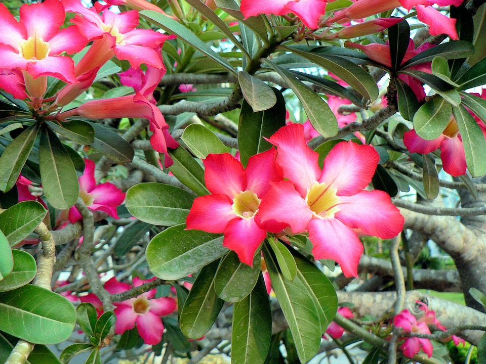 Frangipani-frangipani-care