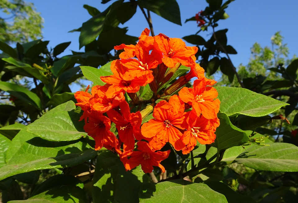 Geiger tree-geiger-tree-information