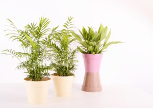 How to Choose Pots For Indoor Plants-potted-plants