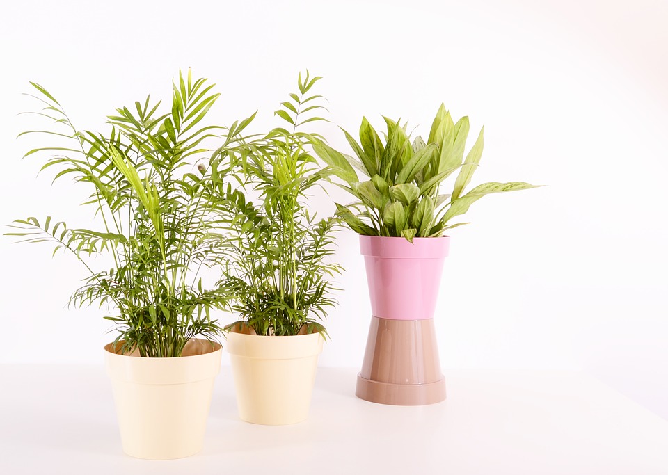 Indoor Plants-how-to-harden-off-houseplants