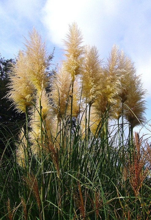 Pampas Grass-pampas-grass-care