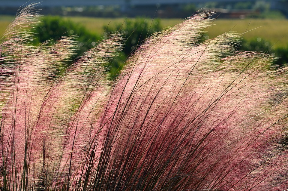 Pink Muhly Grass-pink-muhly-grass-care