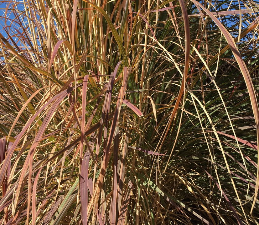 Purple Grass-purple-fountain-grass-care