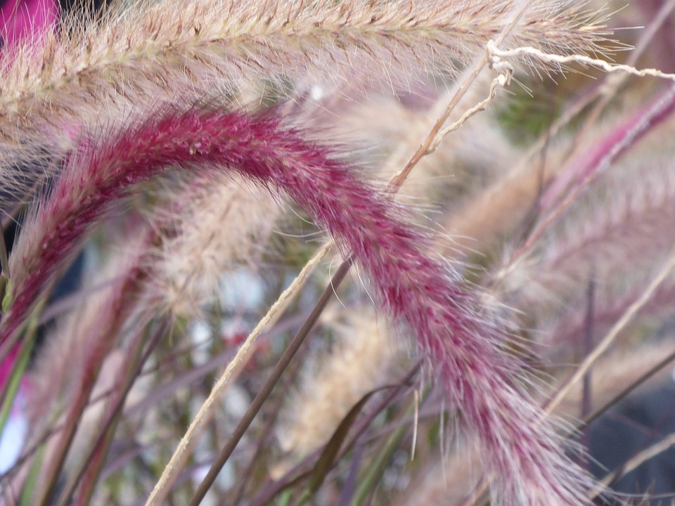 Red Fountain Grass-red-fountain-grass-care